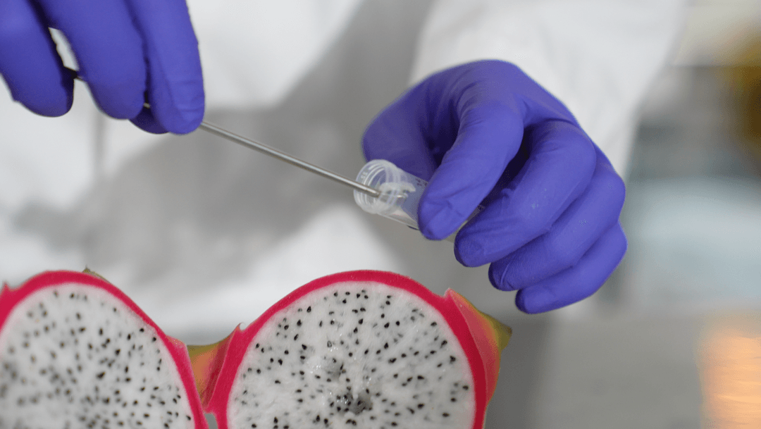 A close-up shot of a scientist in purple gloves using a lab tool to extract a sample into a vial, with a fresh, sliced dragon fruit in the foreground to represent natural flavor sources.