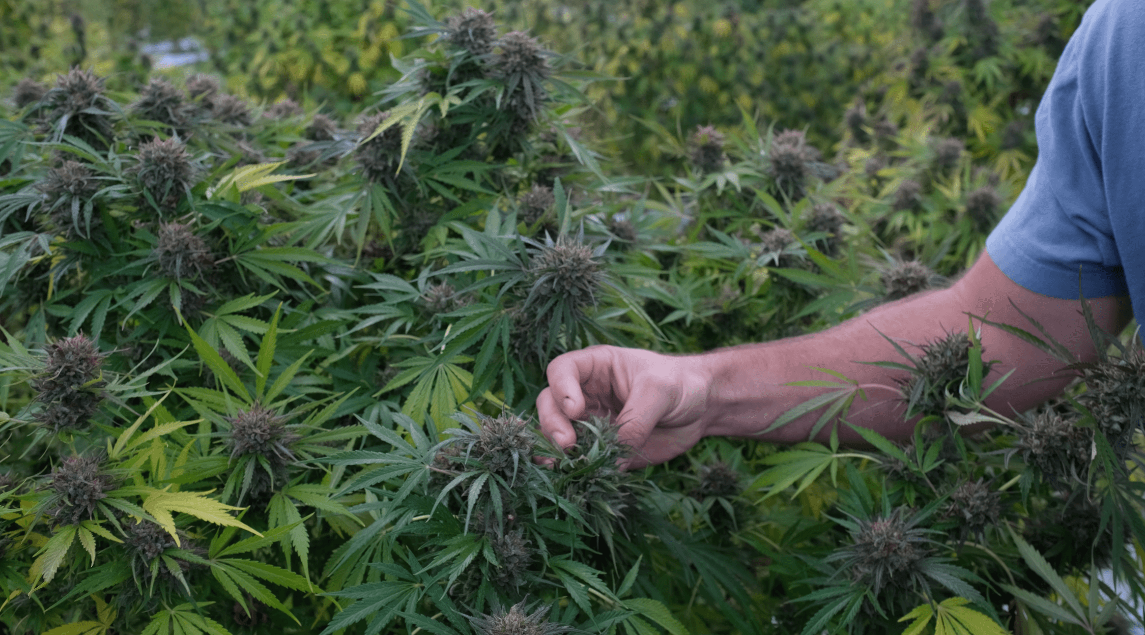 A close-up of a person's hand carefully inspecting a mature cannabis plant with purple-tinged flowers in a large outdoor cultivation field.