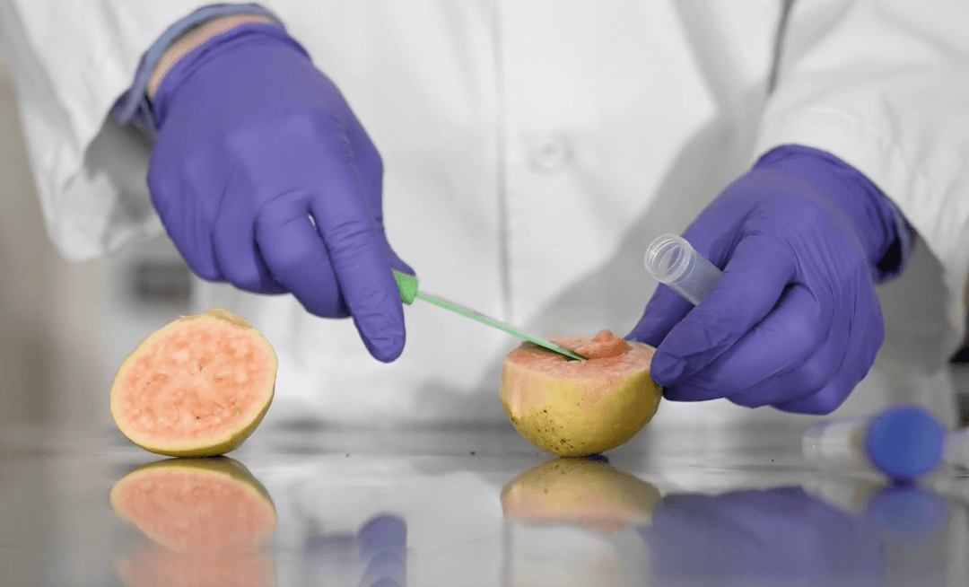 A person in a white lab coat and purple nitrile gloves extracts a sample from a halved guava using a green lab tool. A clear plastic collection tube is held ready in the other hand. Another guava half sits nearby on the sterile, reflective surface.