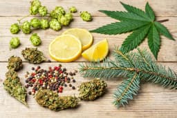 Natural terpene sources with lemon, hops, pine, and pepper