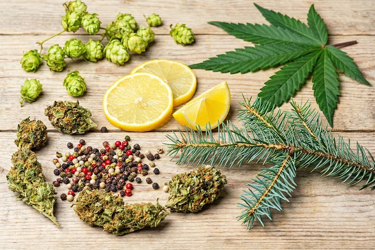 Natural terpene sources with lemon, hops, pine, and pepper