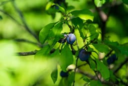 Plums growing on a tree branch